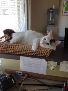 Whoopie lounging at desk