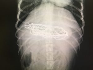 Recharging cord in dog's stomach