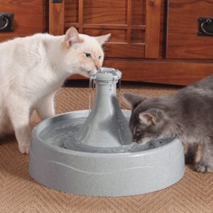 kitty cat drinking fountain